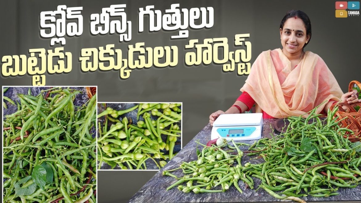 Biggest Vegetables harvest || TELUGU GARDEN VLOG
