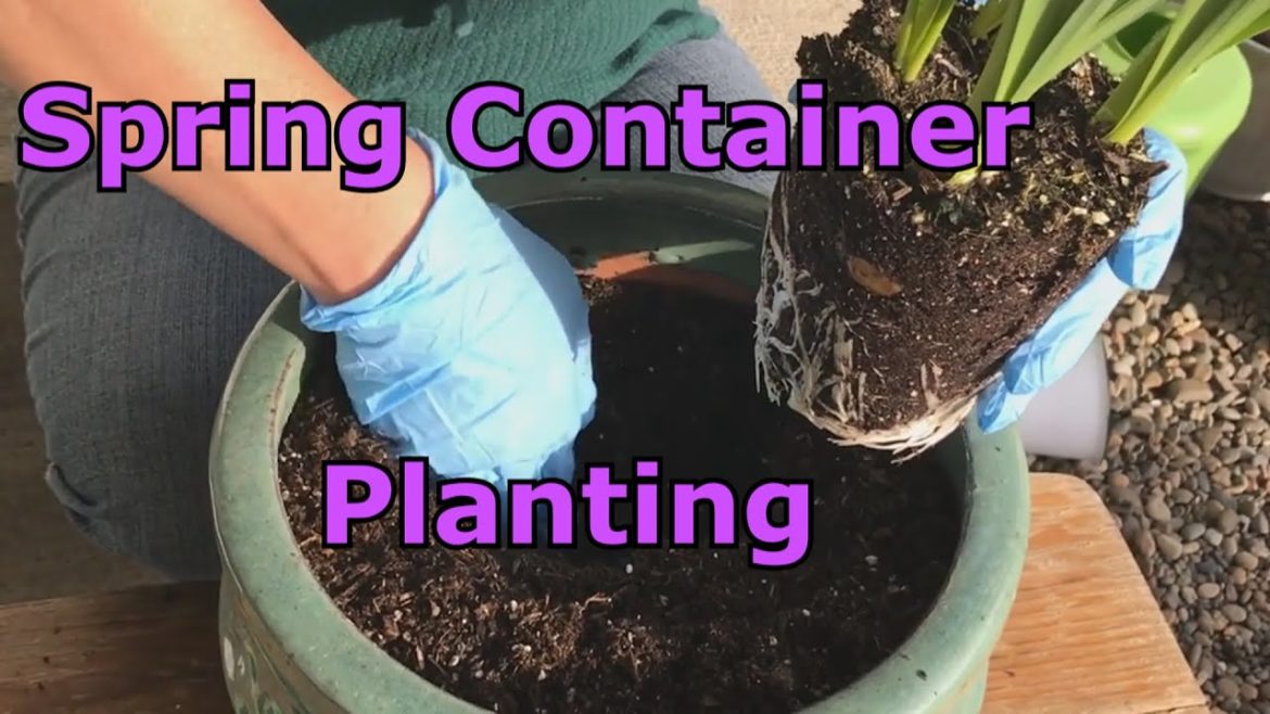 Planting Up Container for Spring Garden 2022 / Container Gardening Planting Up Container for Spring Garden 2022 / Container Gardening
