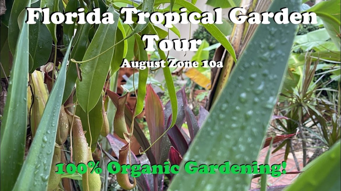 Florida Tropical Garden Tour in August Zone 10a | 100% Organic Gardening!