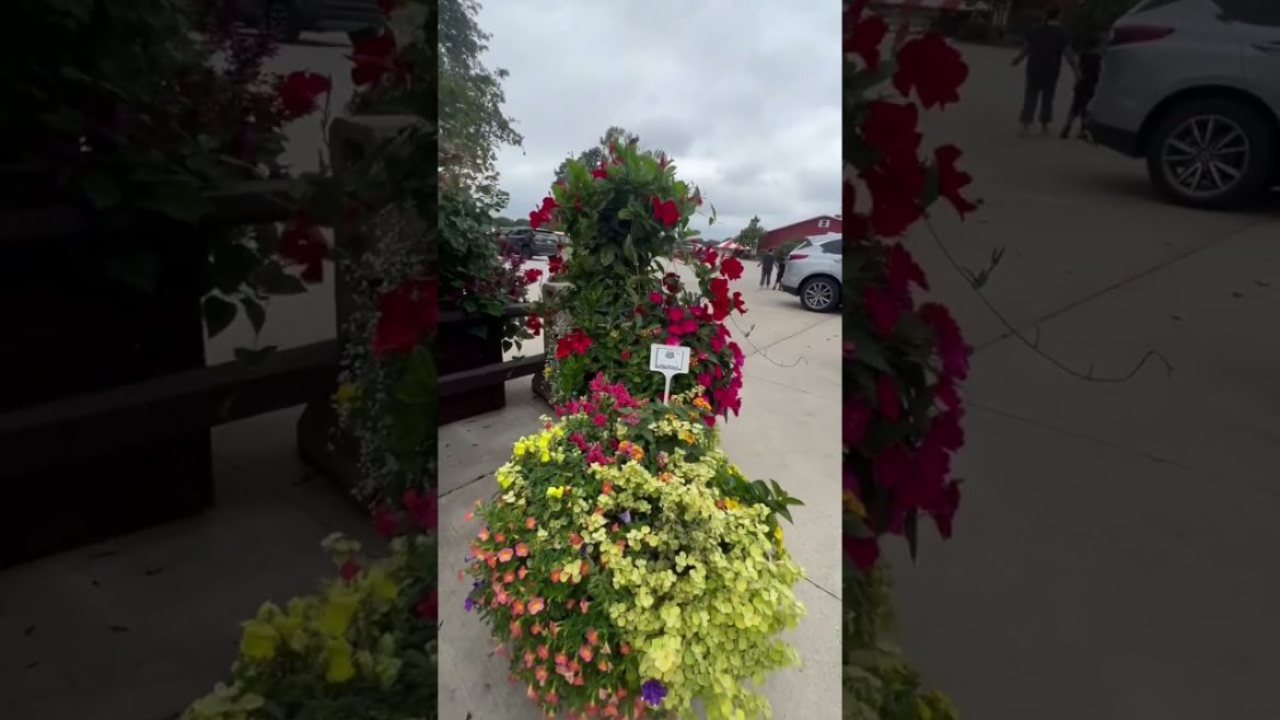 GOEBBERT'S FARM AND GARDEN CENTER / COLORFUL CONTAINER GARDEN DISPLAY/ FILAM FAMILY #shorts