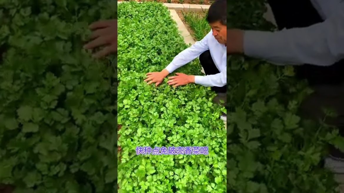 Tips for Growing Vegetables