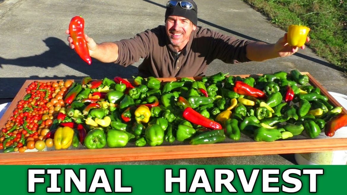 FINAL Harvest! Last Garden Vegetable Haul before FREEZE! Container gardening lettuce kale Greenhouse