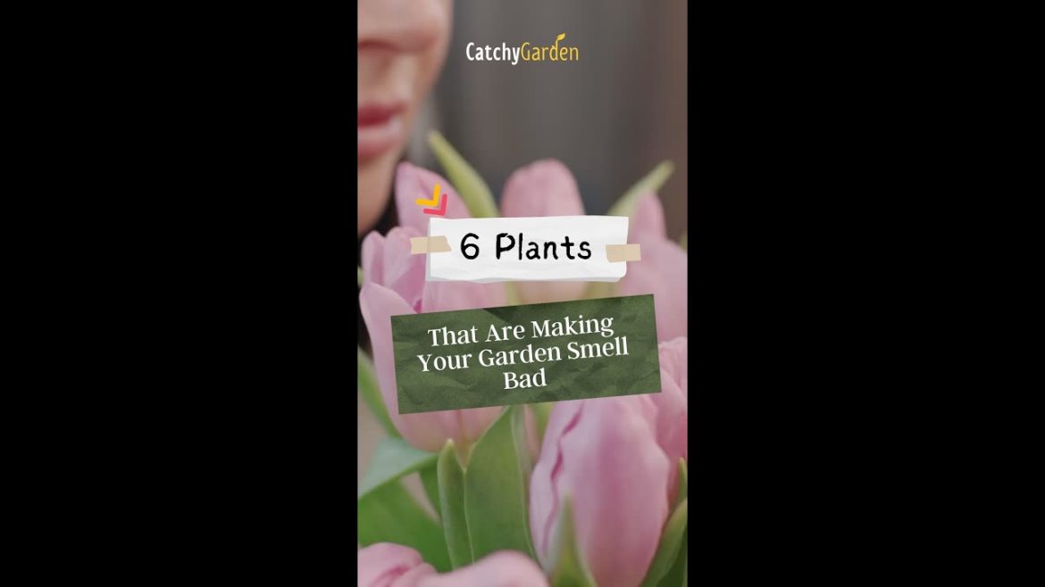 6 Plants That Are Making Your Garden Smell Bad πΉπ₯π· // #short #shorts 6 Plants That Are Making Your Garden Smell Bad πΉπ₯π· // #short #shorts