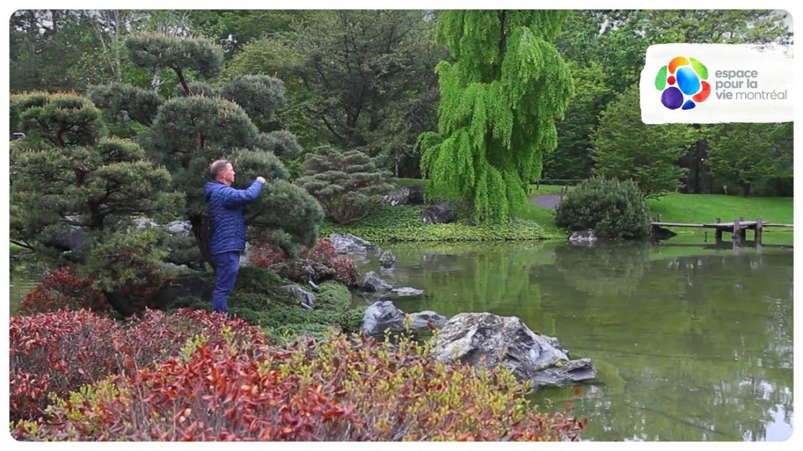 Portrait of a horticulturist from the Japanese Garden at the Jardin botanique de Montréal