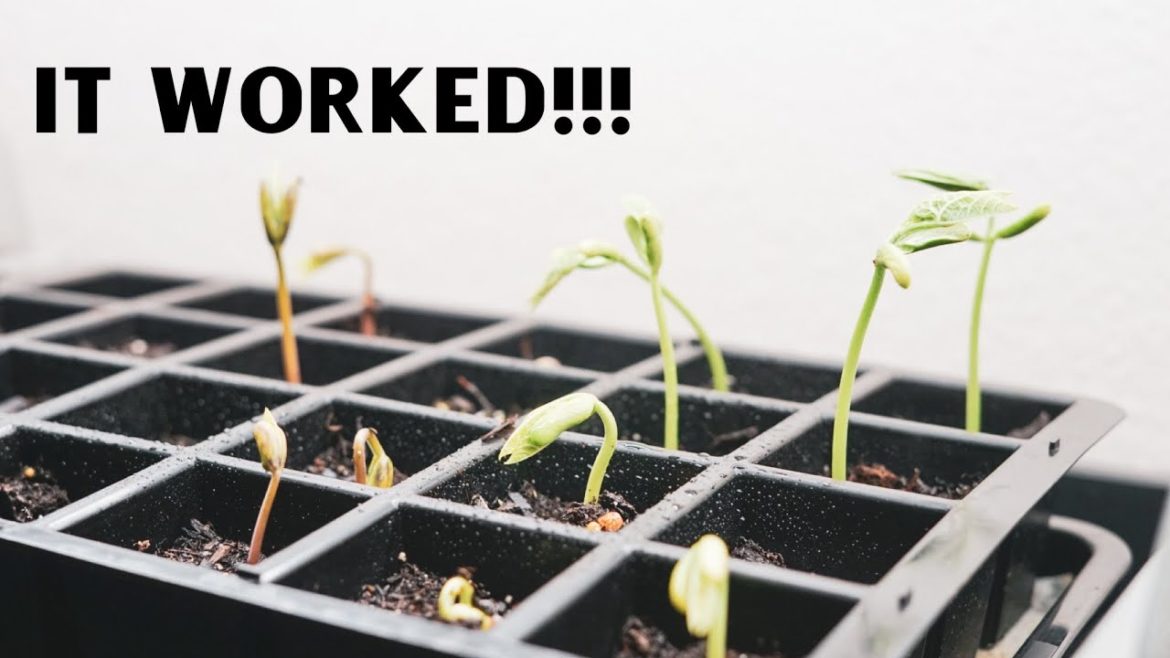 LED Sunlite 3-Tier Garden 14 Day Growth Before and After Gardener Supply