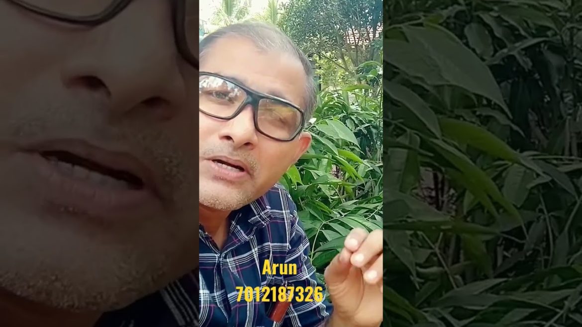 Mahkota Dewa Medicinal Plant Malayalam മക്കോട്ട ദേവ trendswheel.in