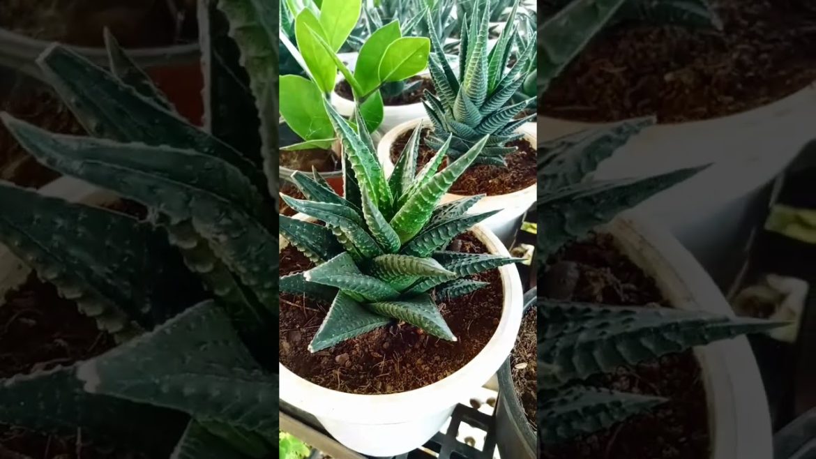 Haworthia limifolia plant #shorts Haworthia limifolia plant #shorts