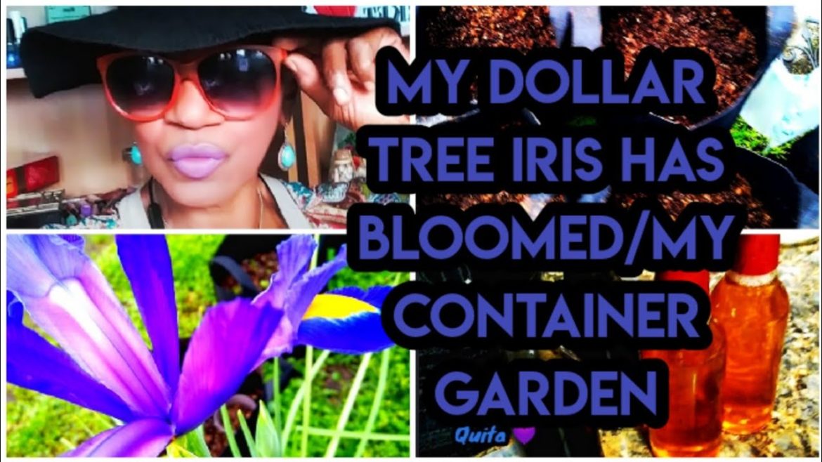 My Dollar Tree Iris Has Bloomed/ My Container Garden My Dollar Tree Iris Has Bloomed/ My Container Garden