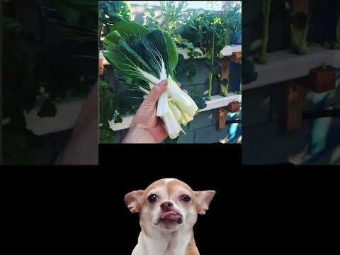 How to Grow Pak Choi the Easy Way How to Grow Pak Choi the Easy Way