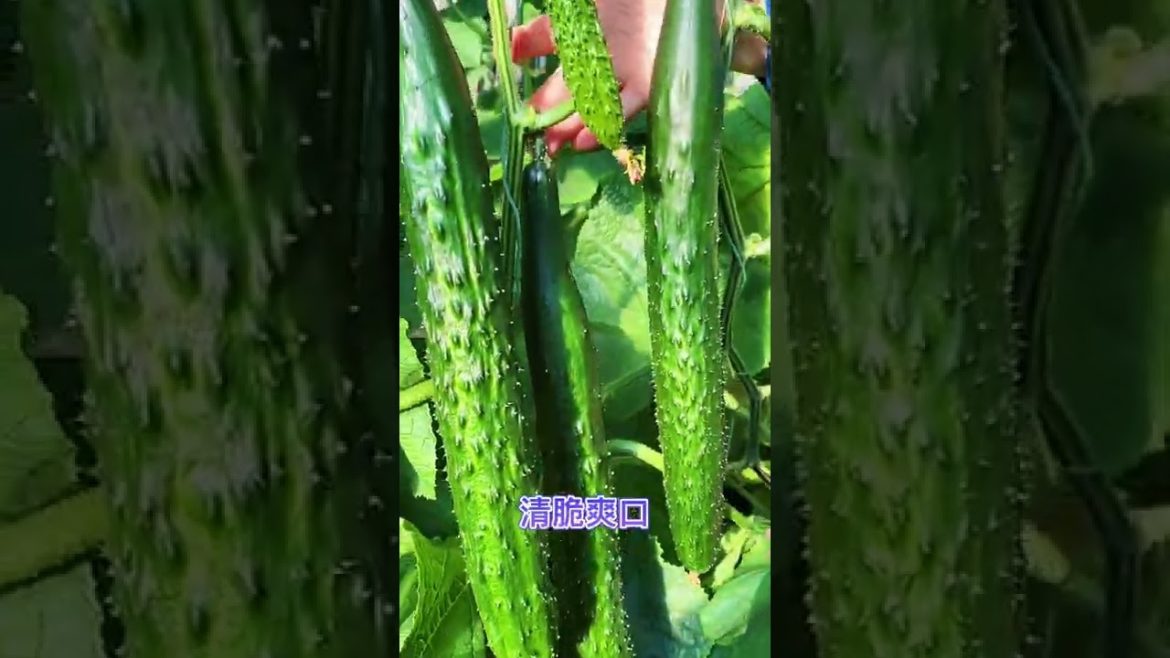 October Tips for garden at home with me October Tips for garden at home with me