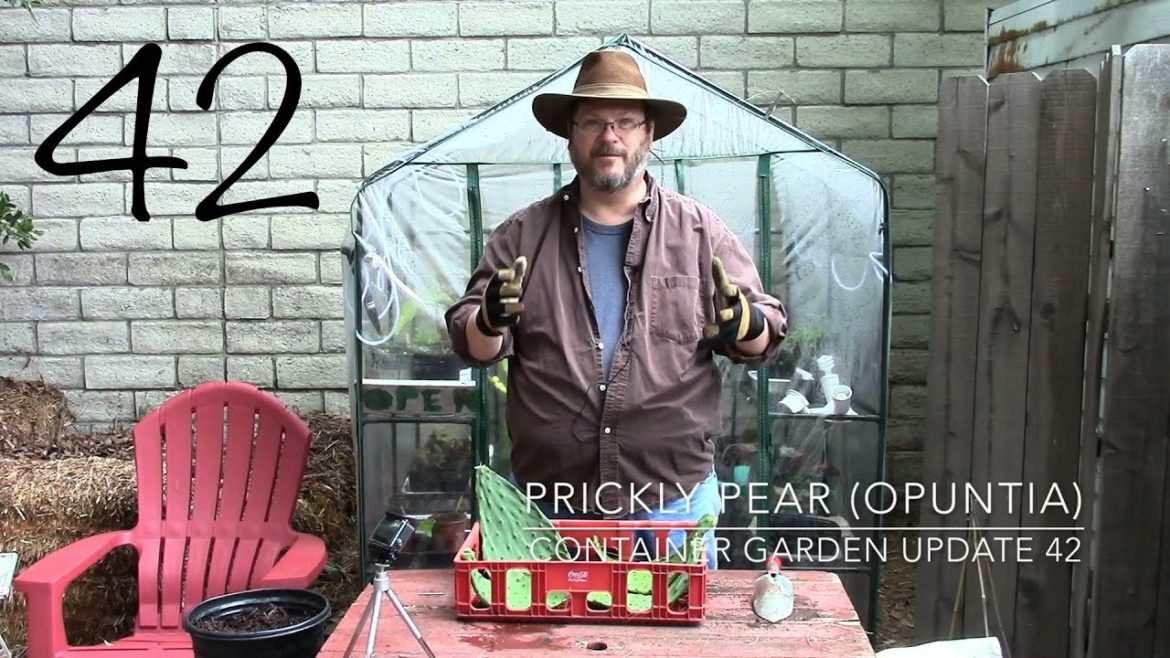 Container Garden Update 42: Propagating Prickly Pear (Opuntia) Container Garden Update 42: Propagating Prickly Pear (Opuntia)