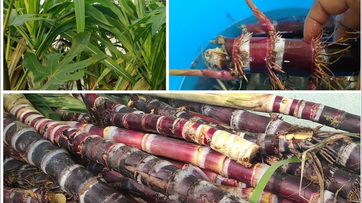 Biggest Harvest // Organic Sugar cane From my Terrace garden..