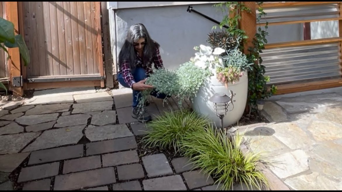 A Growing Winter Container Garden | October Update | Jscursions