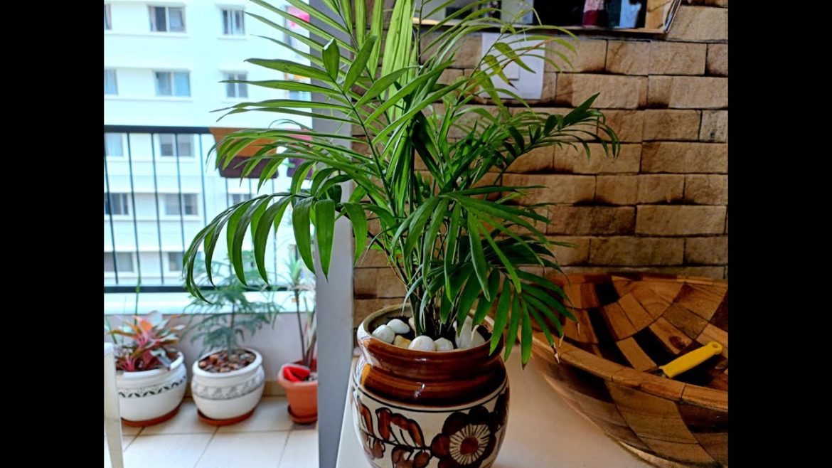 Home garden tips #shorts