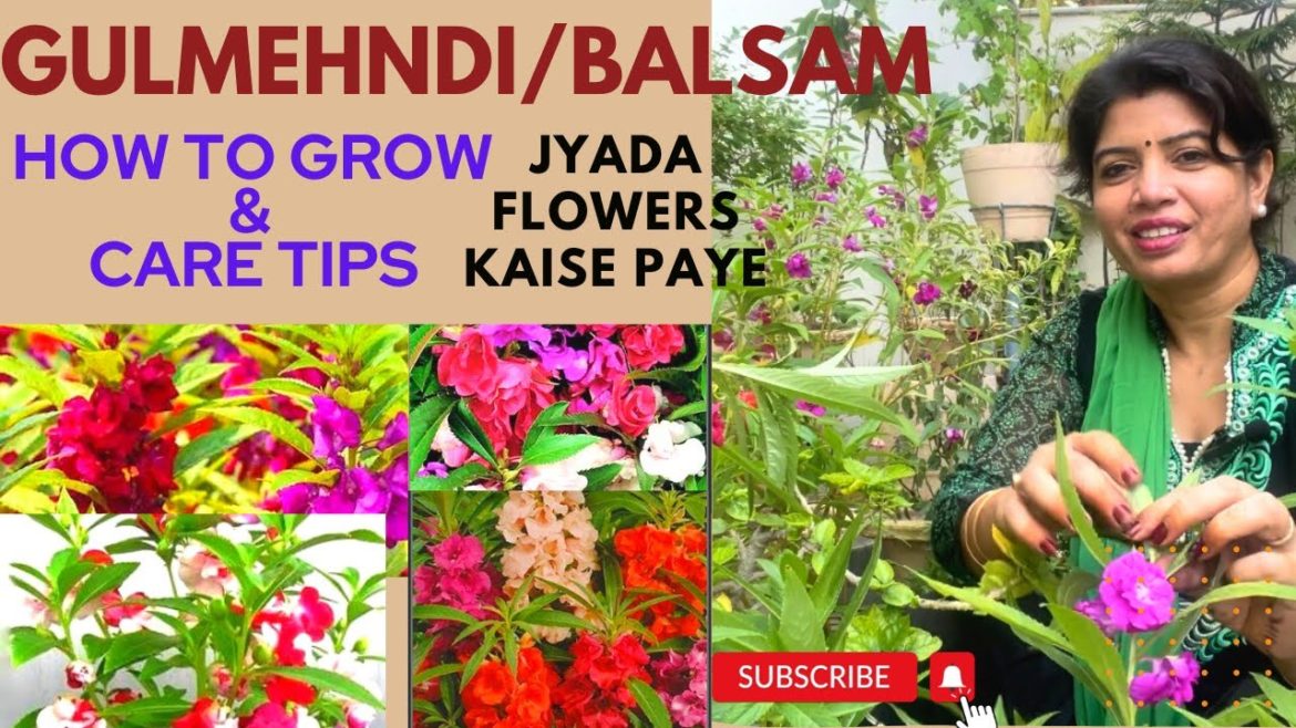Gulmehndi / Balsam ki Care Tips |  When To Grow Balsam | Gulmehndi kab Ugaye | Lifescapes With kusum