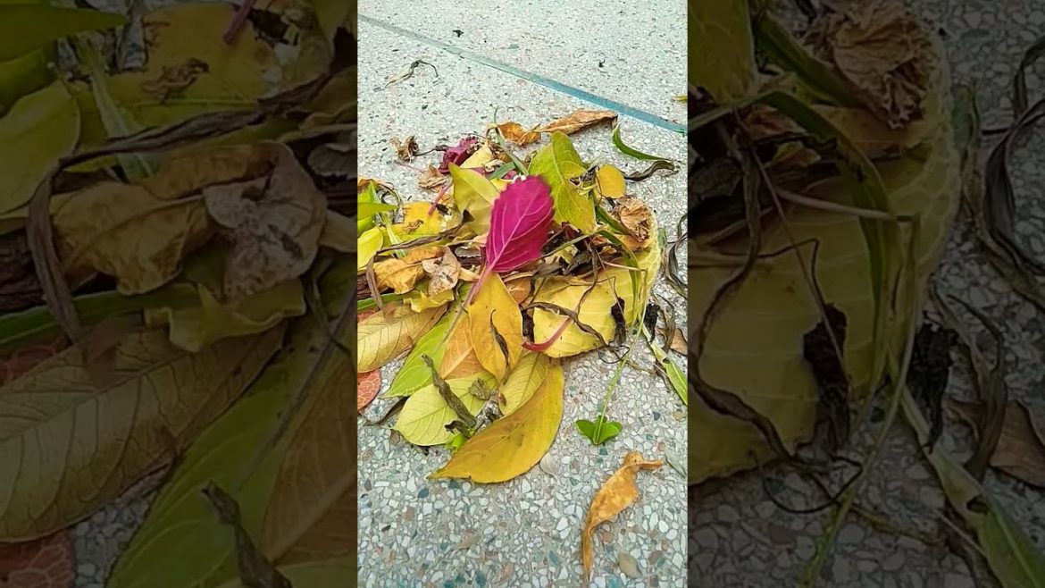 Garden Activity !! Cleaning #shorts #viral #pots #trending #nishthamahant