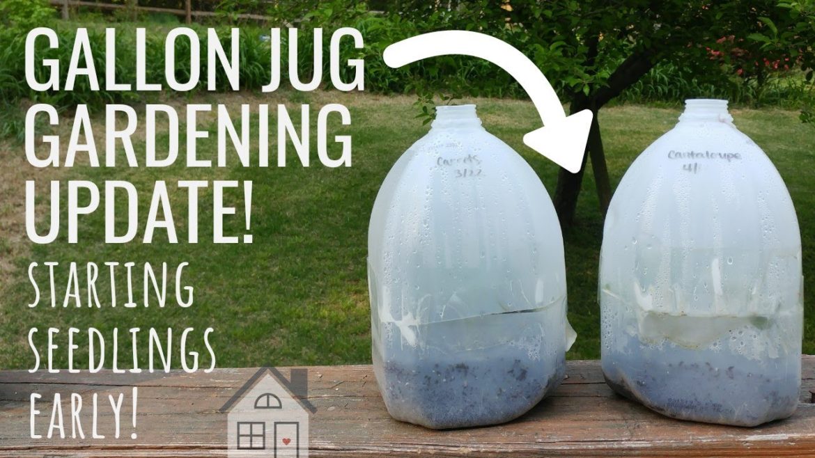 GARDEN: Gallon Jug Garden Update | Container Garden | Start Seeds in Milk Jugs | Winter Sowing