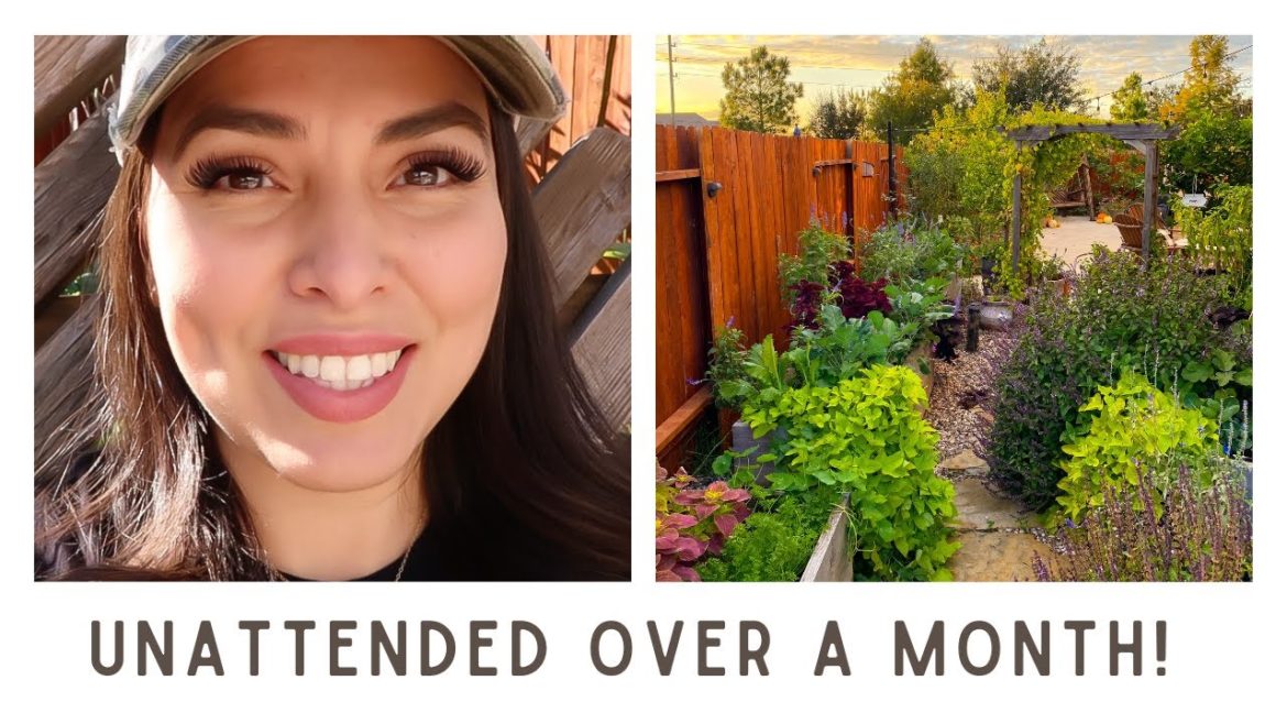 Lazy Vegetable Garden | Unattended over a month! 😬