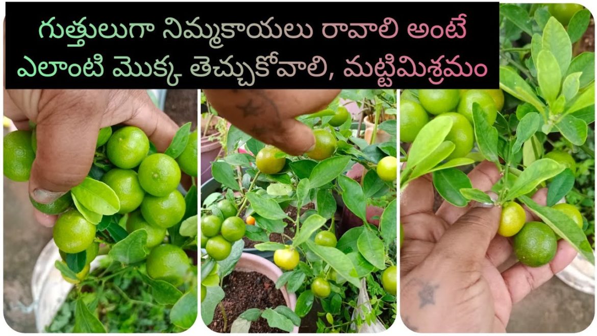 Lemon plant care in telugu | How to grow lemon plant Lemon plant care in telugu | How to grow lemon plant