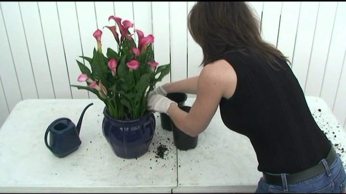 Contain Yourself-March Container Garden Contain Yourself-March Container Garden