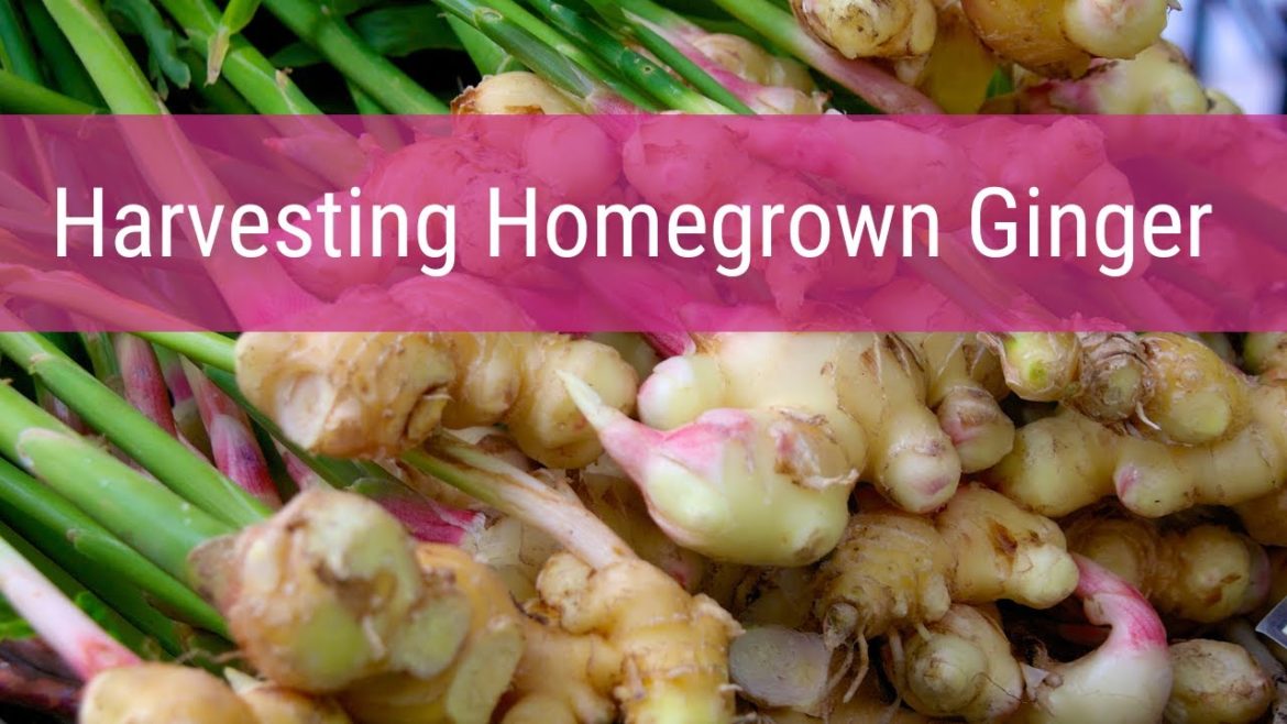 Harvesting homegrown ginger and a few lessons learned.