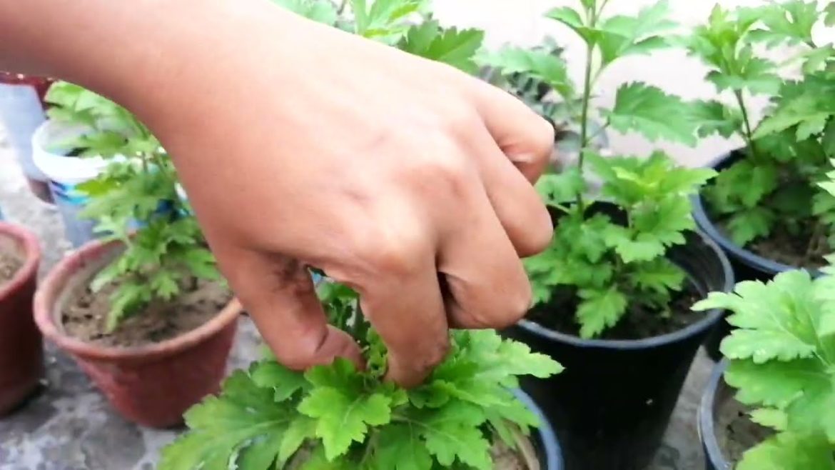 1000+ Flowers || गुलदाउदी के पौधे में हजारों फूल लेने के लिए कैसे Pinching करें और क्या खाद डालें