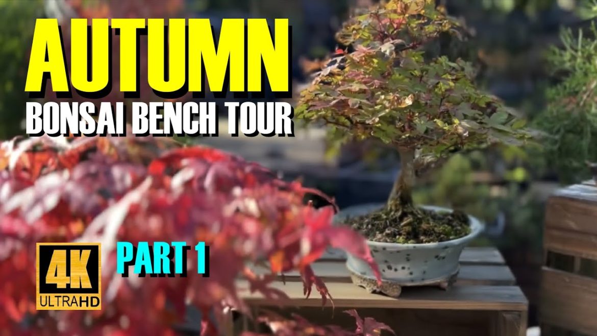 Autumn Bonsai Bench Tour and Bonsai Review – Part 1 Autumn Bonsai Bench Tour and Bonsai Review - Part 1