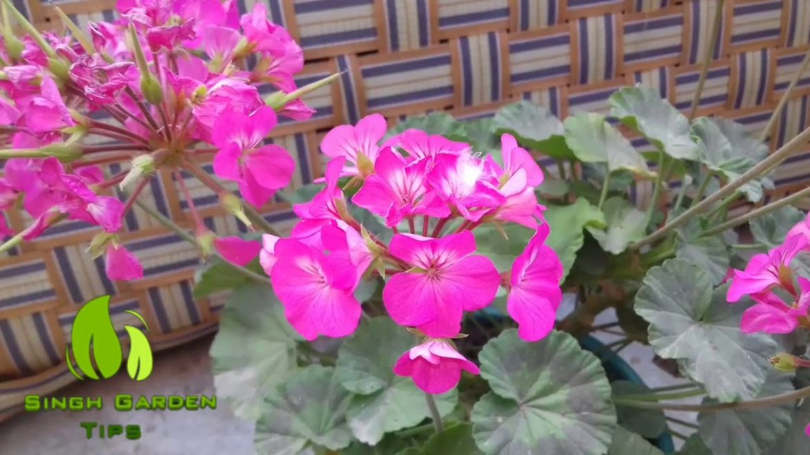 .How to care Geranium Plant in summer || Singh Garden Tips .How to care Geranium Plant in summer || Singh Garden Tips