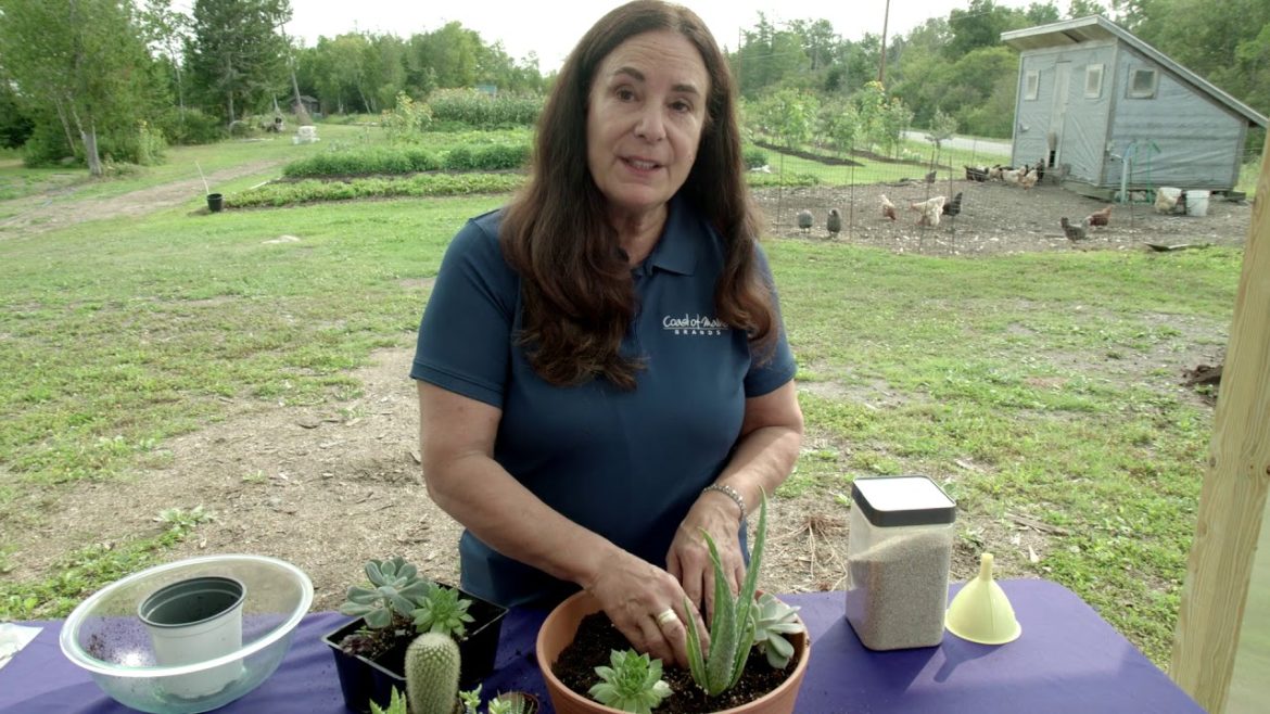 Creating a Succulent and Cactus Container Garden with Coast of Maine's Anita Dafonte