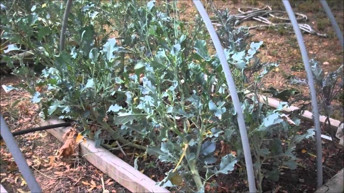 Fall Vegetable Gardening - Sheri Ann Richerson ExperimentalHomesteader.com