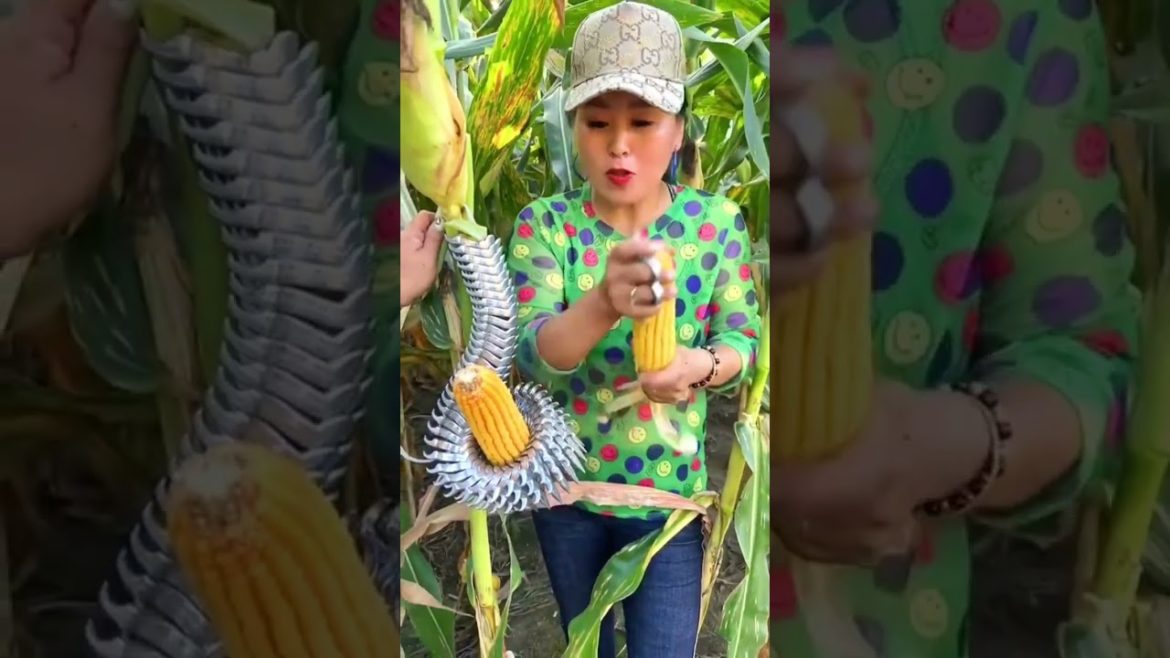 Corn tools shorts gardener gardening Corn tools shorts gardener gardening