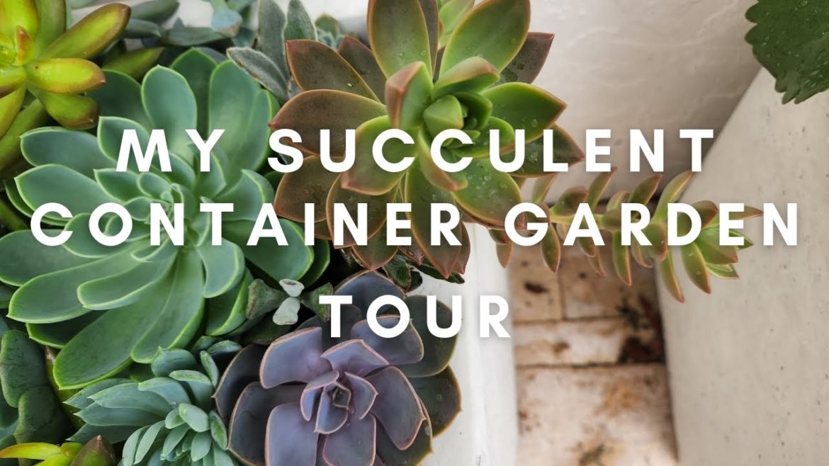 My Succulent Container Garden Tour