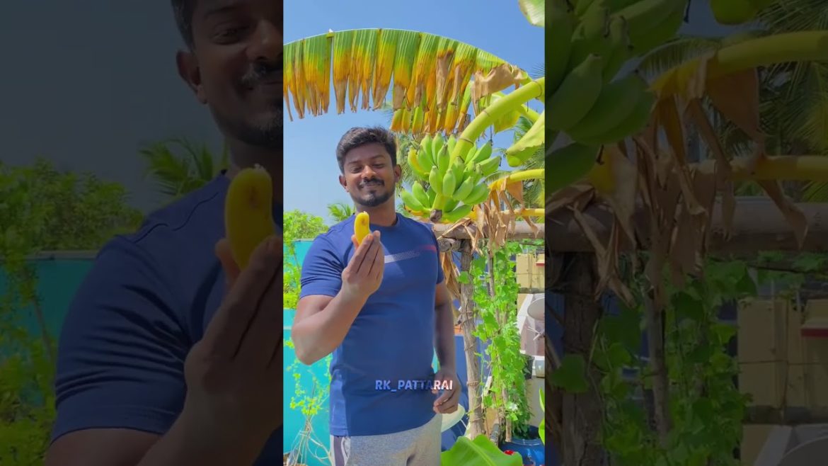 மாடித்தோட்டடத்துல வாழைக்குலை அறுவடை | HARVESTING ORGANIC BANANA IN TERRACE GARDEN