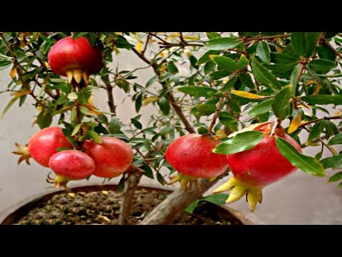 How To Grow Pomegranate In Your Home Garden | Tips To Grow Pomegranate Tree – Gardening Tips How To Grow Pomegranate In Your Home Garden | Tips To Grow Pomegranate Tree - Gardening Tips