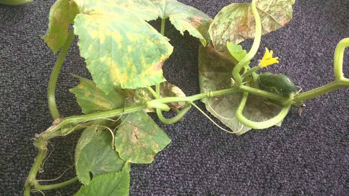 Container Garden Update 9/13/15 - Cucumber Blight