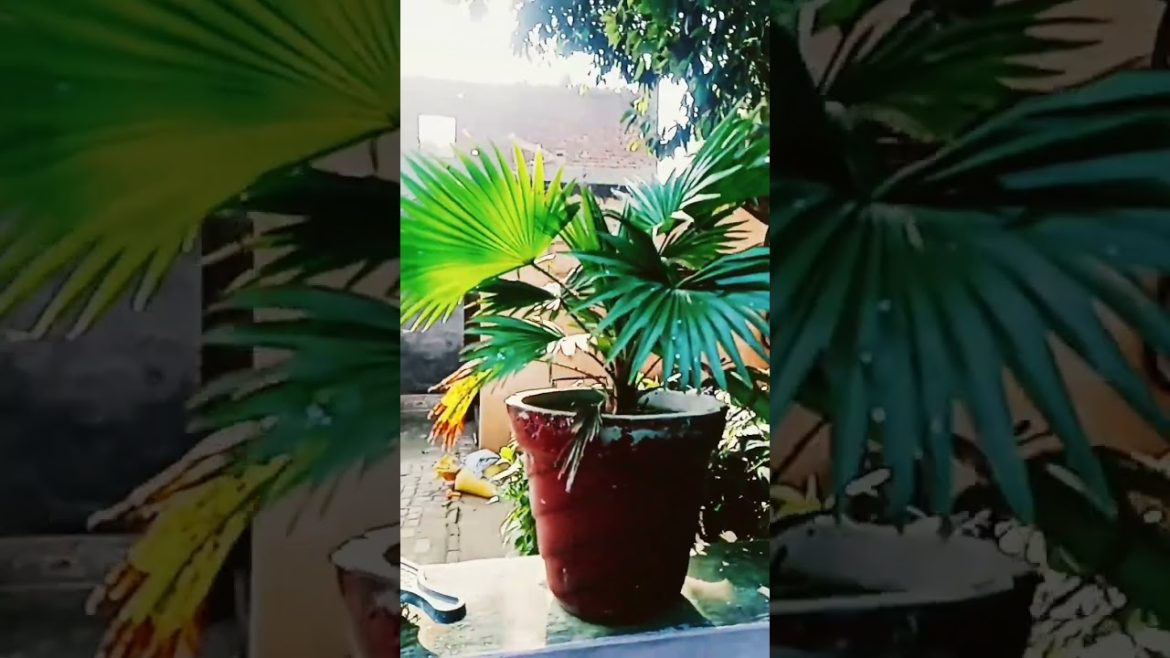 Hope ☺ #viralshorts #viralvideo #viral #shorts #xxxtentacion #hope #xxxtentacionhope #shortfeed