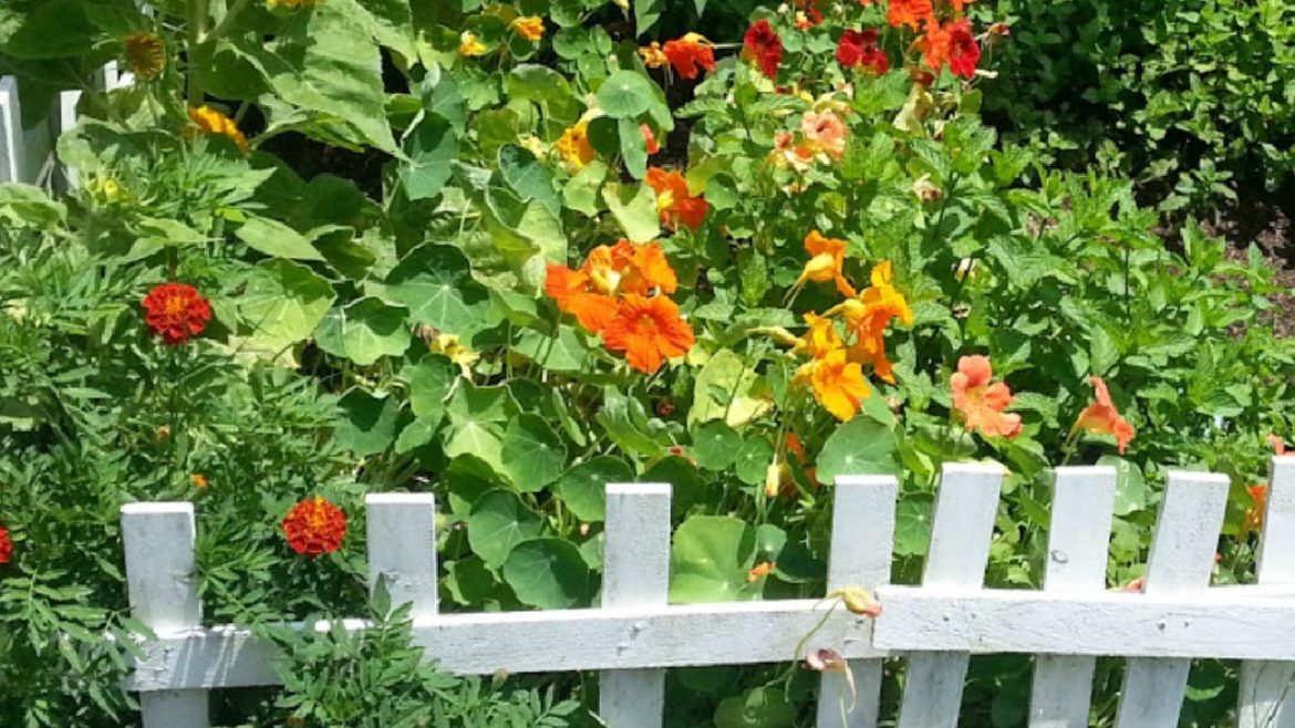 Seasonal Herb + Edible Flower Garden Tour