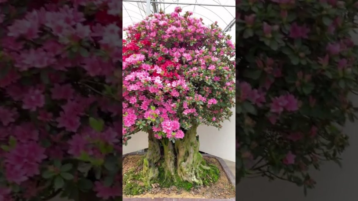 Azalea flower #harvest #agriculture #shorts #gardener #fruit Azalea flower #harvest #agriculture #shorts #gardener #fruit