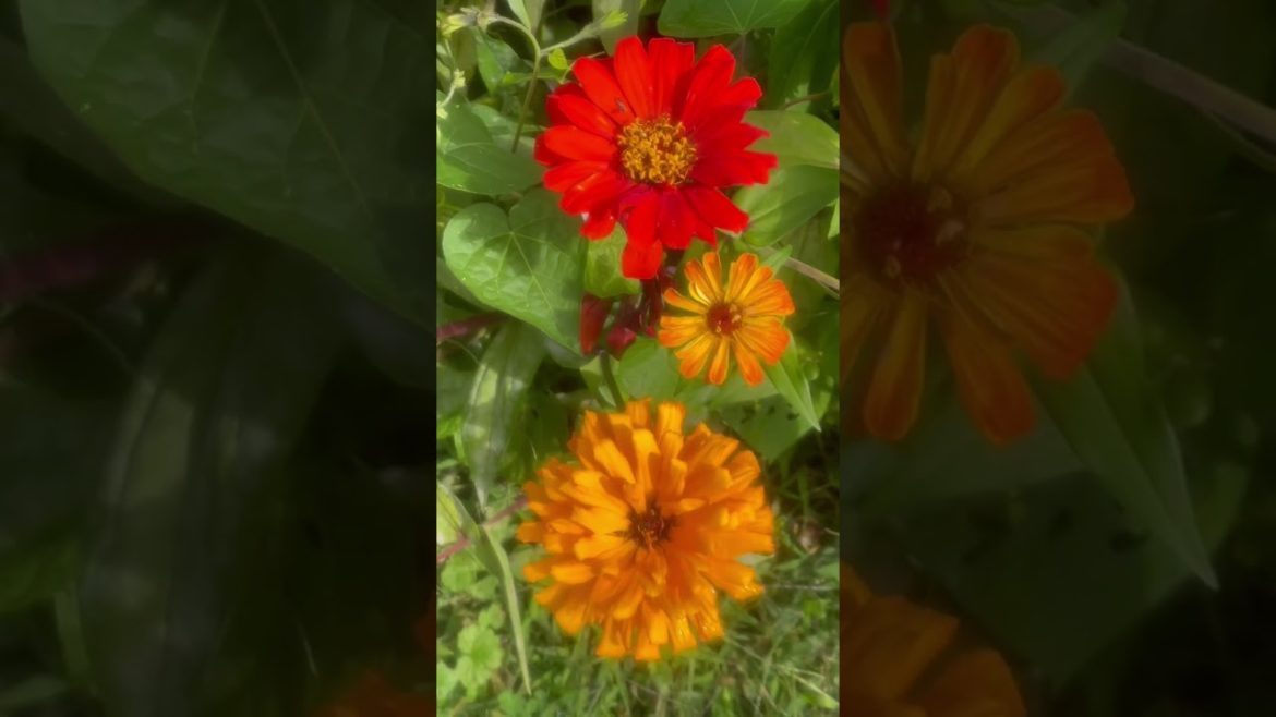 Growing Bell Pepper, Zinnias, Tomatoes, Marigolds in my back yard garden! Bee ๐#short #shorts Growing Bell Pepper, Zinnias, Tomatoes, Marigolds in my back yard garden! Bee ๐#short #shorts