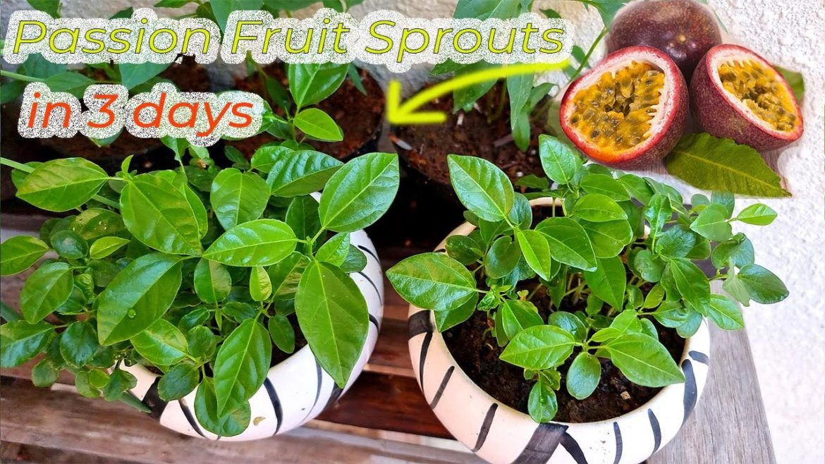 Passion Fruit Sprouting In 3 Days l Good Garden Tips