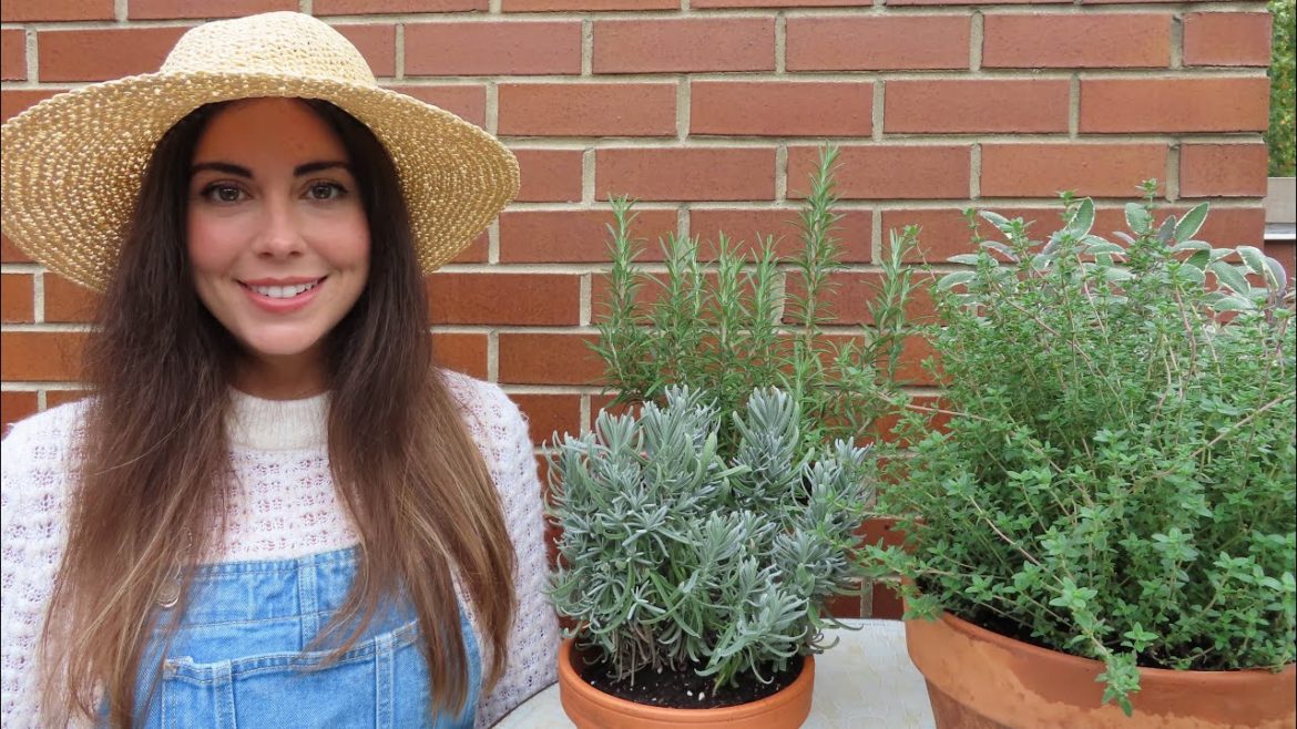 Overwintering Herbs Indoors | Container Gardening Overwintering Herbs Indoors | Container Gardening