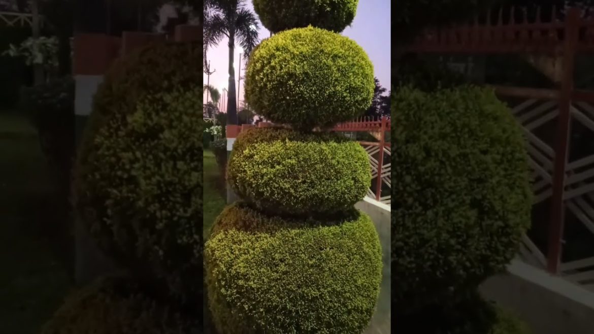 Plant cutting design / Garden