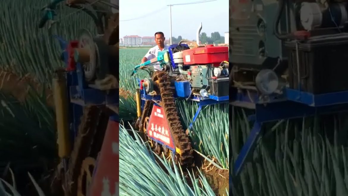 Green Onion harvesting #shorts #harvest #agriculture