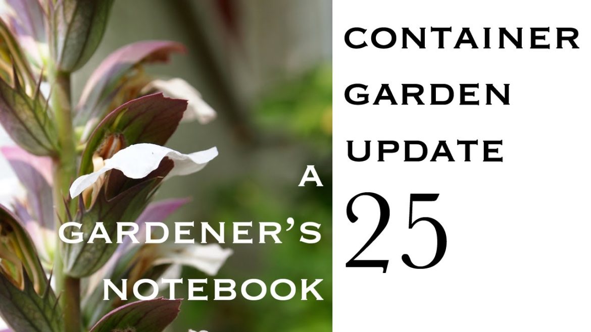 Container Garden Update 25 – Lemon Thyme, frugal lettuce fail and make-do potting bench Container Garden Update 25 - Lemon Thyme, frugal lettuce fail and make-do potting bench