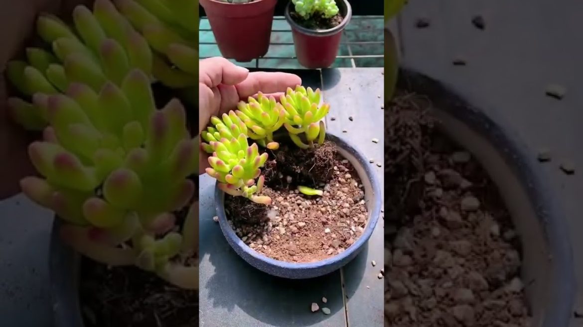 Amazing To Grow Cute Paradise Succulent plants | Cute Succulents | Succulents Garden #ep1316