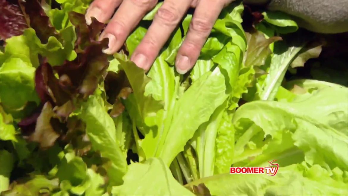 Gardening with Shannon Cagle - BOOMER TV - www.indyboomer.com