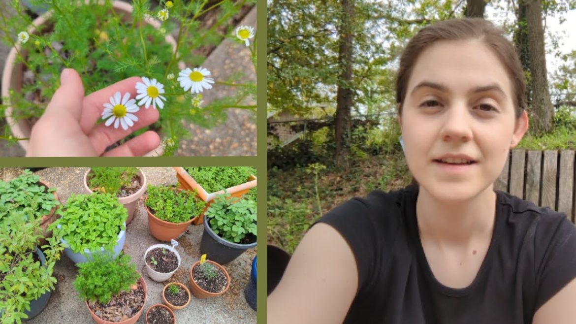 Garden Tour | My 6 Raised Beds & Container Garden in Mid April Garden Tour | My 6 Raised Beds & Container Garden in Mid April