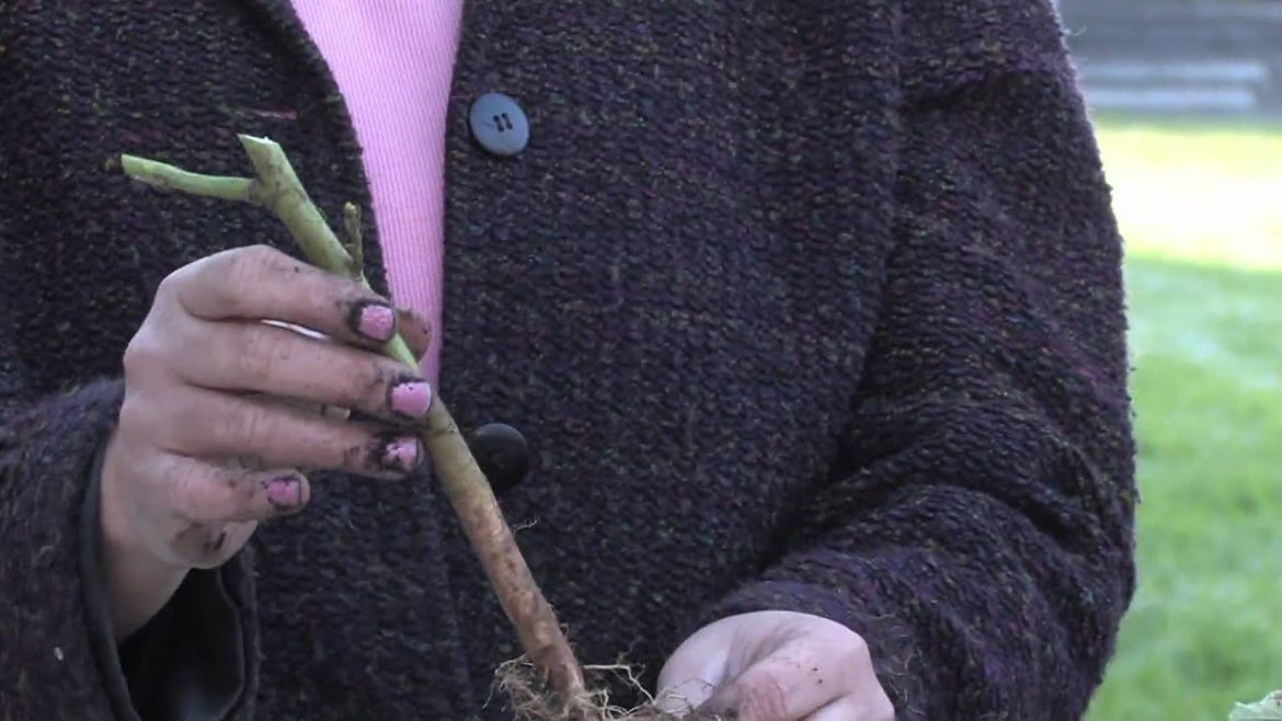 Gardening Tips : How to Plant Hollyhocks Gardening Tips : How to Plant Hollyhocks