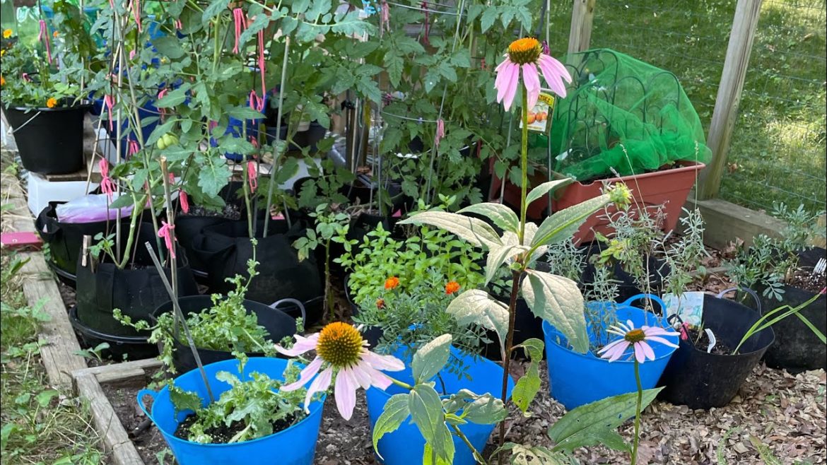 JULY End CONTAINER GARDEN |Genius Security EP 81  #smallspacegarden  #containergardens