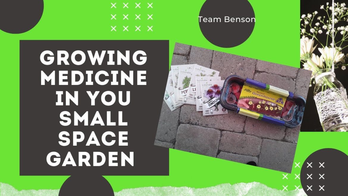 Growing Medicine in My Small Space Garden and July Desert Garden Tips